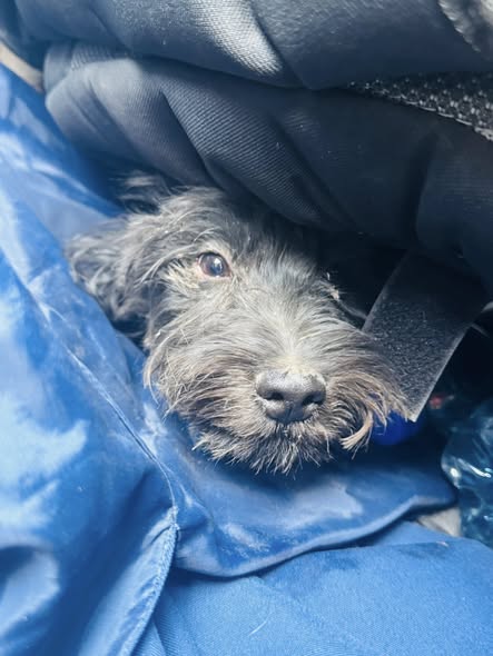 Foto del avistamiento de perro