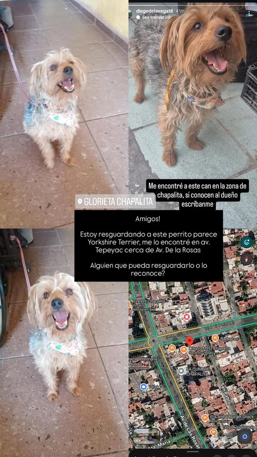Foto del avistamiento de perro