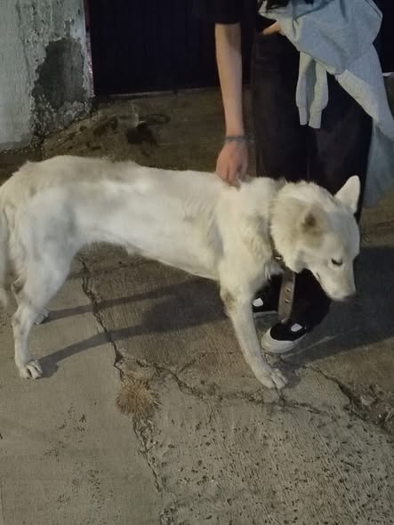 Foto del avistamiento de perro