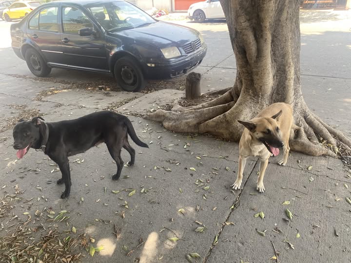Dog sighting photo