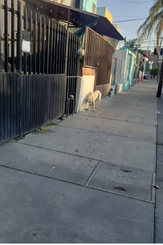 Dog sighting photo