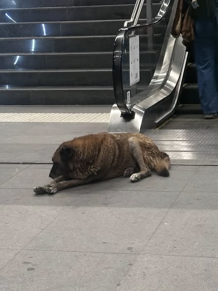Dog sighting photo