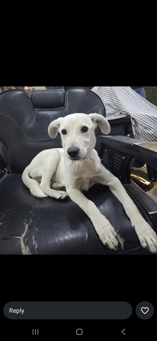 Foto del avistamiento de perro