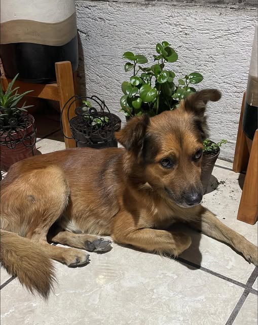 Foto del avistamiento de perro