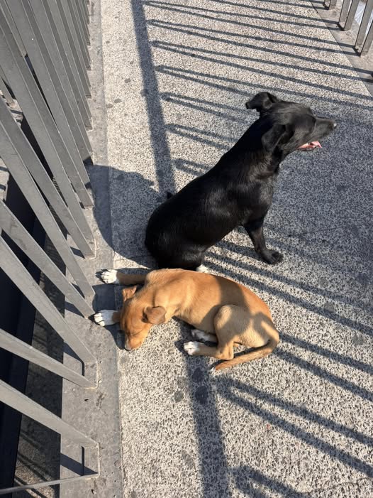 Dog sighting photo