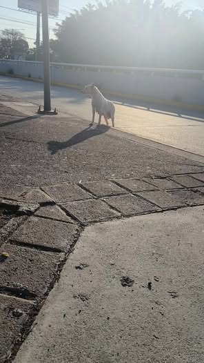 Foto del avistamiento de perro