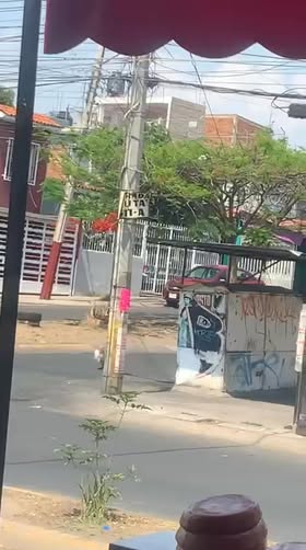 Dog sighting photo