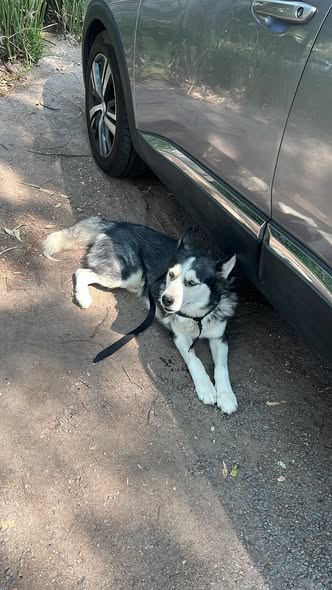 Dog sighting photo