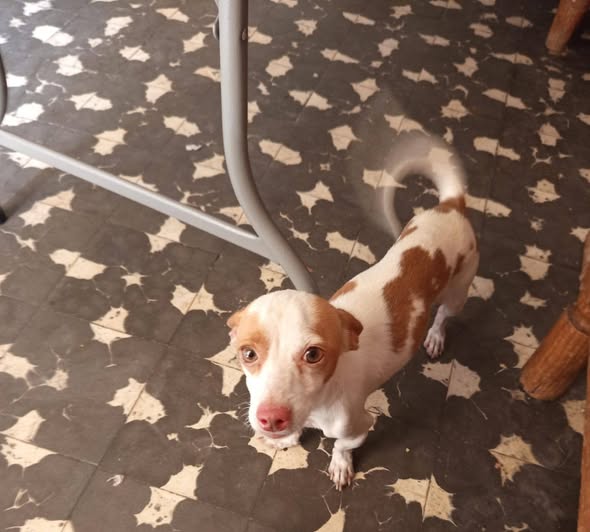 Dog sighting photo