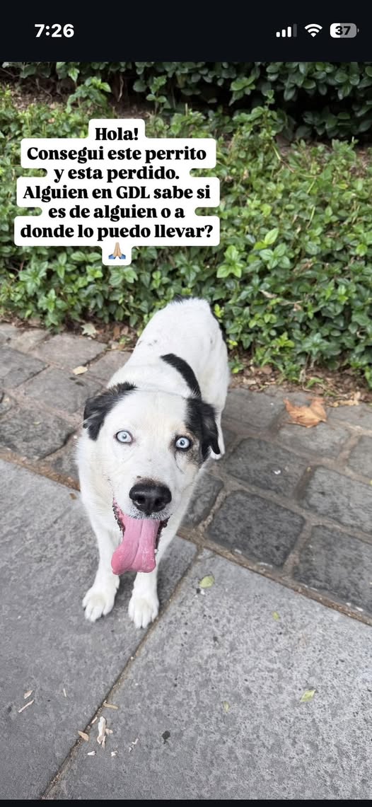 Dog sighting photo