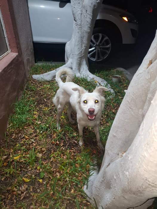 Foto del avistamiento de perro
