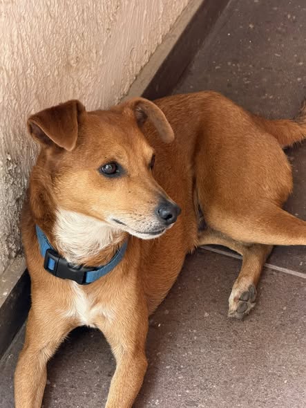 Dog sighting photo