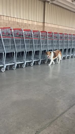 Foto del avistamiento de perro