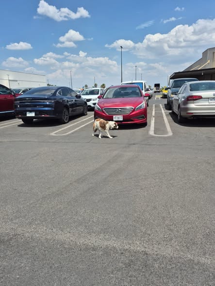 Dog sighting photo