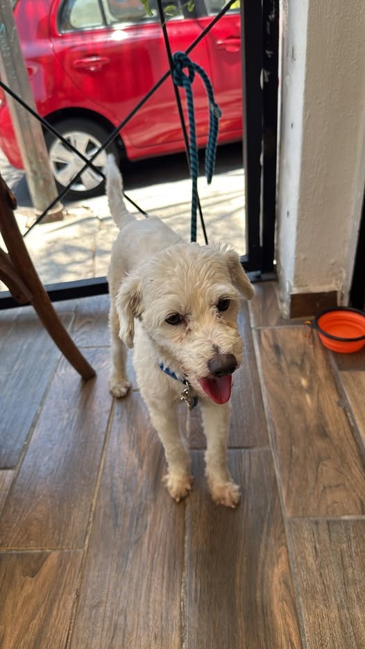 Dog sighting photo