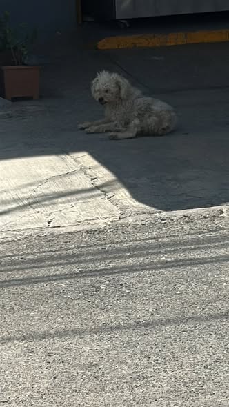 Foto del avistamiento de perro