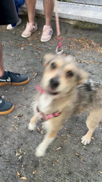 Foto del avistamiento de perro