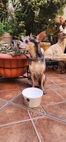 Foto del avistamiento de perro