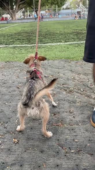 Foto del avistamiento de perro
