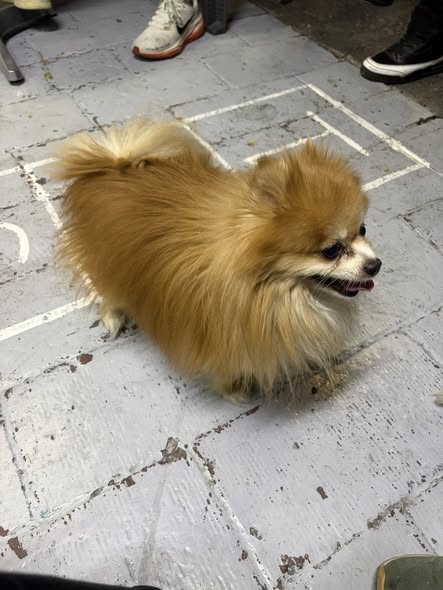 Foto del avistamiento de perro