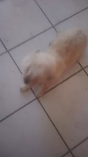 Foto del avistamiento de perro