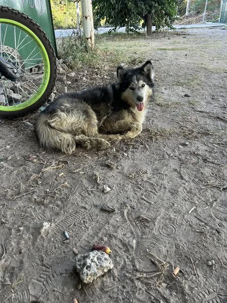 Dog sighting photo