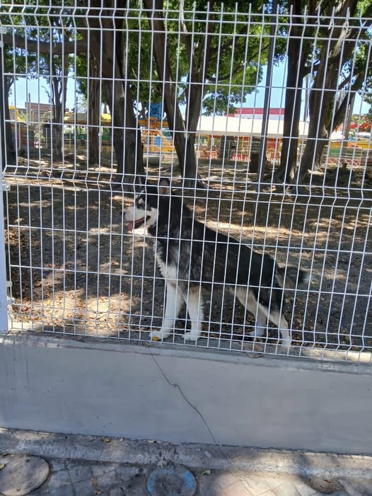 Foto del avistamiento de perro