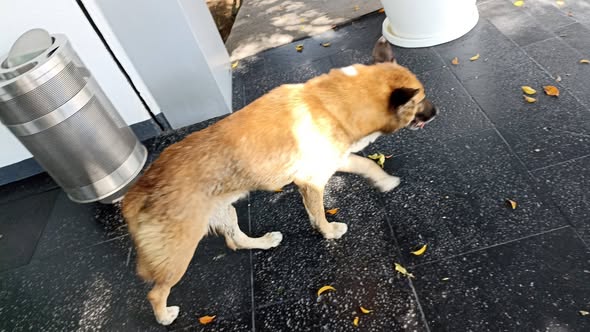 Foto del avistamiento de perro