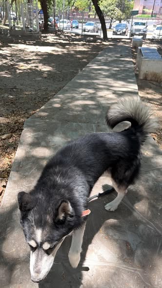 Dog sighting photo