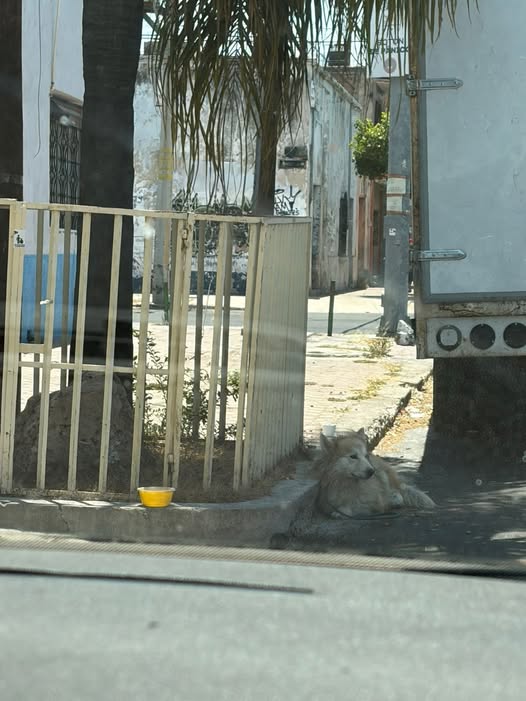 Dog sighting photo