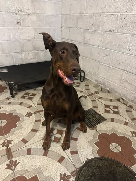 Foto del avistamiento de perro