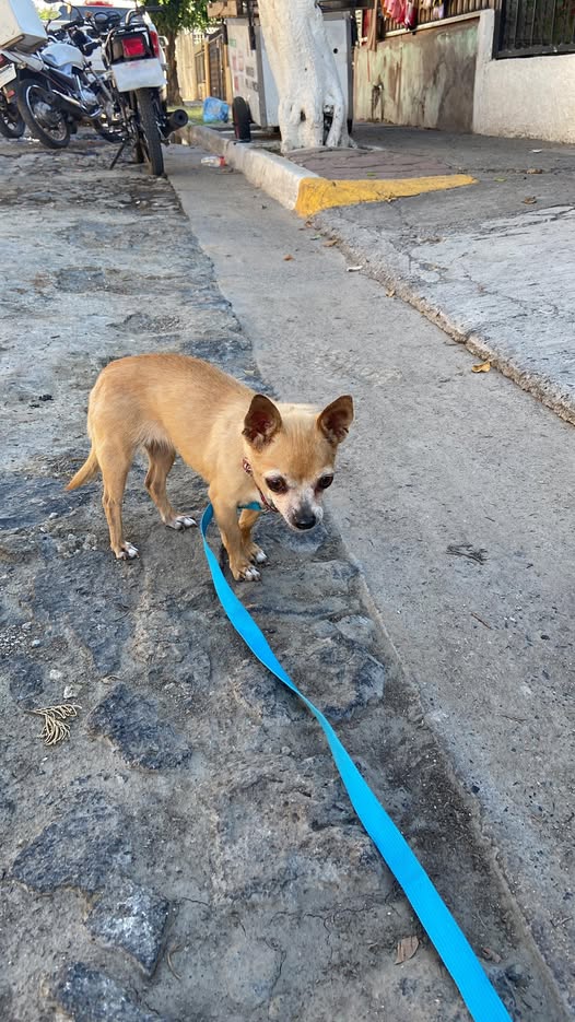 Foto del avistamiento de perro