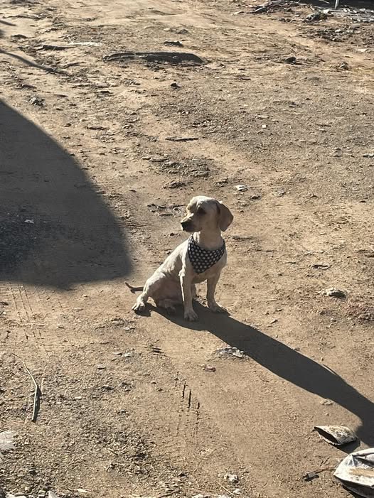 Foto del avistamiento de perro