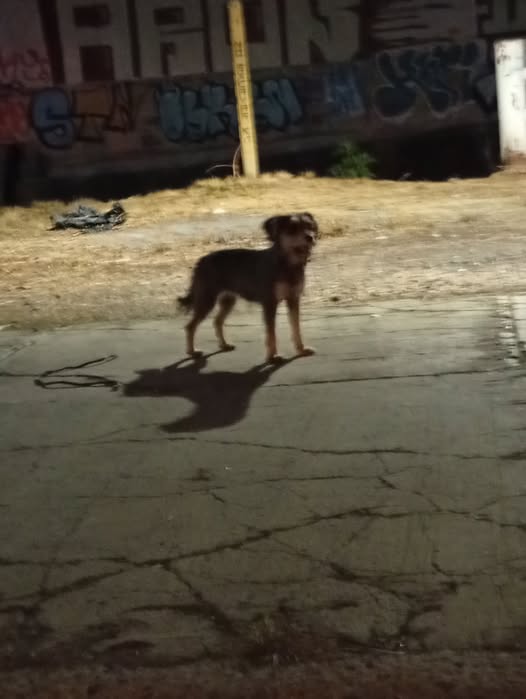 Foto del avistamiento de perro