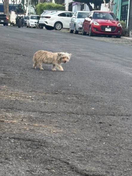 Dog sighting photo