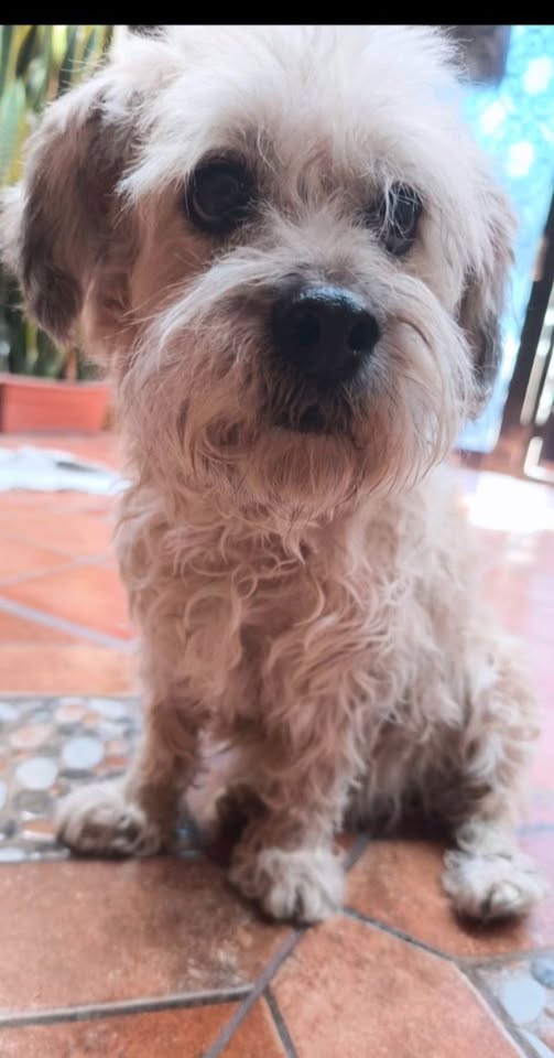 Foto del avistamiento de perro