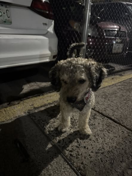 Dog sighting photo