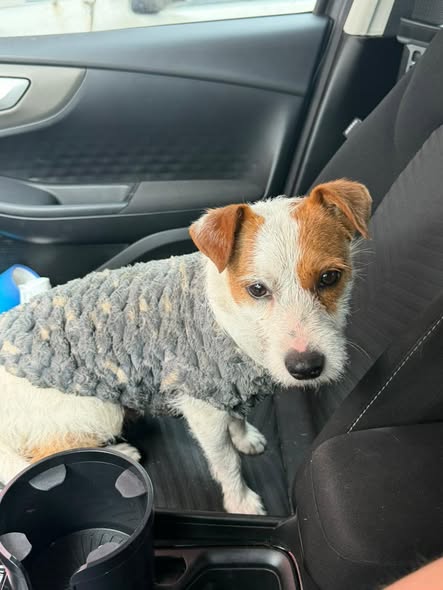 Dog sighting photo