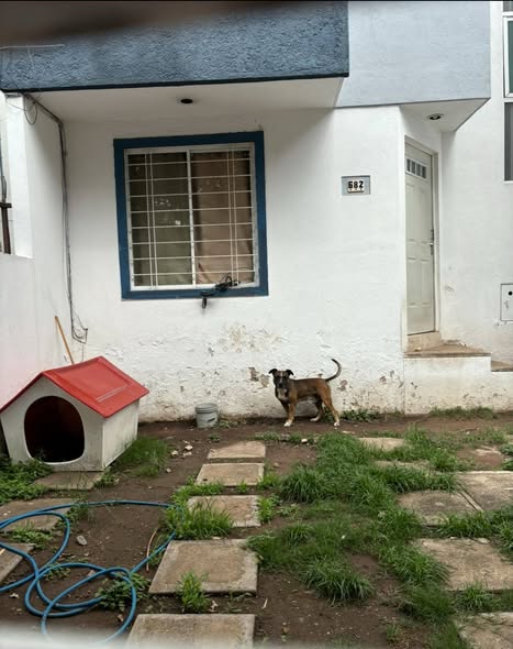 Foto del avistamiento de perro
