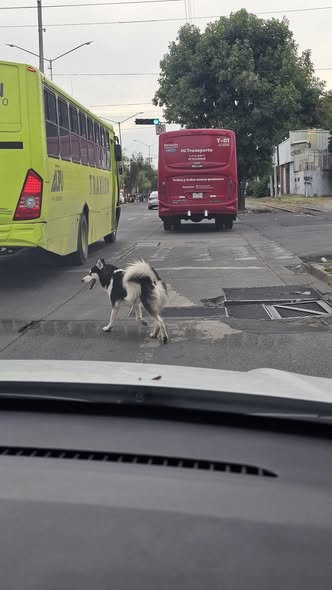 Foto del avistamiento de perro
