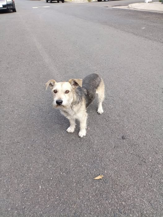 Foto del avistamiento de perro