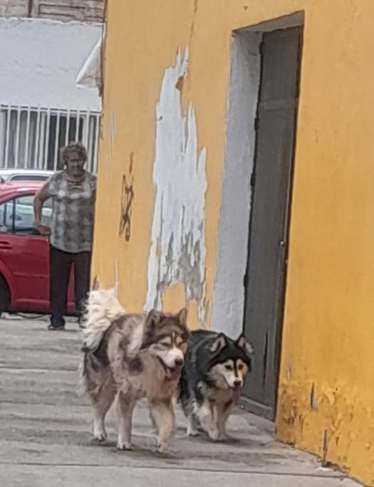 Foto del avistamiento de perro