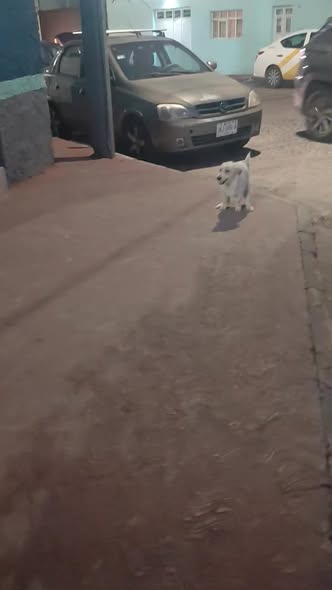Foto del avistamiento de perro
