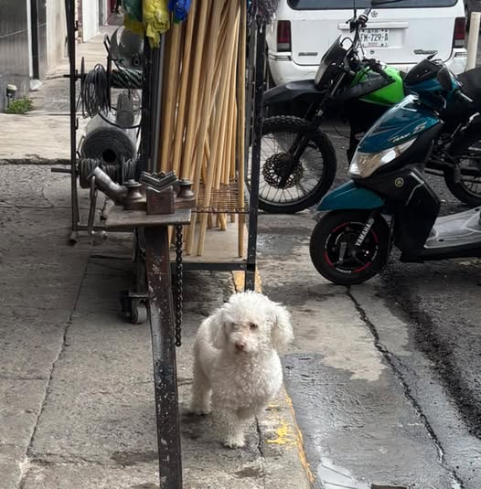 Dog sighting photo