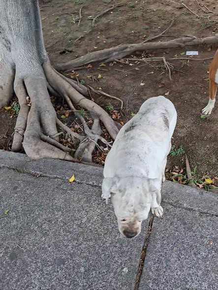 Foto del avistamiento de perro