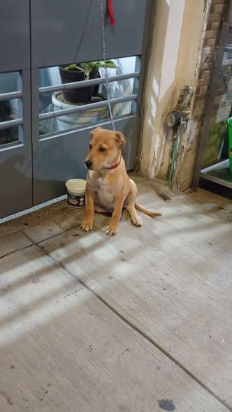 Foto del avistamiento de perro