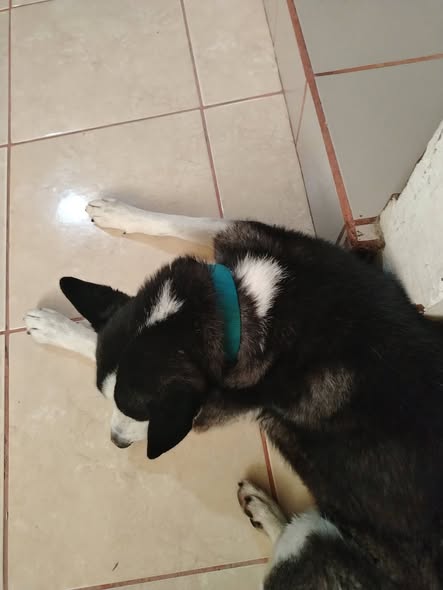Foto del avistamiento de perro
