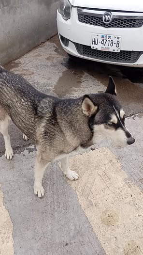 Dog sighting photo