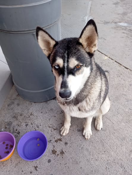 Dog sighting photo