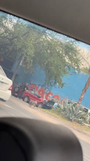 Dog sighting photo